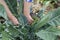 Green purple broccoli growing in organic garden. broccoli growi