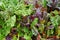 Green and purple color of Swiss Chard `Bright Lights`