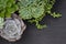 Green and Purple Echeveria Succulent Plant Top Left Border Frame Black Board Background