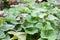 Green and purple fresh leaves of sweet potato on farm