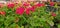 Green and purple and fuchsia colored geranium flowering plants in a greenhouse garden