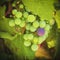 Green, Purple Grapes, Temecula, California