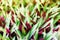 Green purple grass blades texture, Tradescantia, Rhoeo spathacea, boat lily, Moses Cradle, oyster plant, tropical leaves, foliage