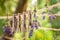 Green and purple lavender laundry lines for drying