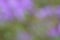 Green Purple Summer Background - Blur Stock Photos