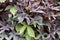 Green and purple sweet potato vine background