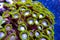 Green, purple and white zoanthid corals