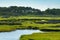 Green and purplish grasses create a beautiful wetland habitat in Assateague