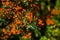 Green pyracantha bush with berries