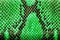 Green python leather, skin texture for background.