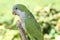 Green Quaker Parrot