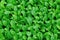 Green radish leaf plants in growth