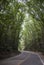 Green rain forest in the Philippines