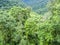 Green rainforest jungle area