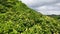 Green rainforest and jungle in the mountains in Sri Lanka.