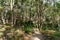 green rainforest is located on fraser island in Australia