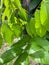 green rambutan tree leaves daylight