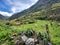 Green ranch with cows in a rural area near a mountain in a portuguese island