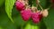 Green raspberries in windy weather in the garden