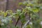 Green raspberry plants