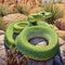 The Green Rat Snake in its natural desert habitat.