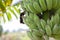 Green Raw Bananas. Young green banana on tree.