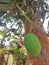 Green Raw mango and tree