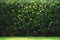 Green real green leaf plant fence decoration texture background, copy space