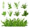 Green realistic spring grass. Fresh plants, garden seasonal growth grass, botanical greens, herbs and leaves vector