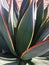 Green and red agave desert plant