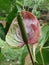 Green and Red Anthurium Boy Flower in Full Bloom