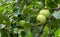 Green & red apples on the branches of a tree in the garden. Natural daylight