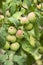 Green red apples growing on a branch on the tree, many fruits.