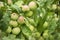 Green red apples growing on a branch on the tree, many fruits.