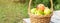 Green and red apples in wicker basket on wooden table Green grass in the garden Harvest time Horisontal banner