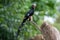 Green red-billed wood-hoopoe