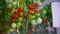 Green red cherry tomato hanging plant stem closeup. Raw rural vitamin concept.