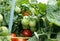 Green and red cherry tomatoes on tomato plant.