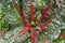 Green and red color of Swiss Chard `Bright Lights`