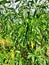 Green and red curly chilies hang from the tree