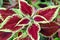 Green and red foliage on Coleus painted nettle plant