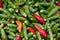 Green and red fresh chili pile in the market, bird chili