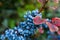 green and red leaves and blue fruits Mahonia aquifolium, Oregon grape, in autumn garden