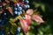 green and red leaves and blue fruits Mahonia aquifolium, Oregon grape, in autumn garden