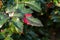 green and red leaves and blue fruits Mahonia aquifolium, Oregon grape, in autumn garden