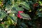 green and red leaves and blue fruits Mahonia aquifolium, Oregon grape, in autumn garden