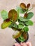 Green and red leaves of Hoya Australis, a popular tropical houseplant