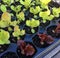 Green and red lettuce seedlings growing in a cell tray