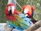 Green and red macaws at Lion Country Safari, Palm Beach