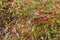 Green and red moss on the rainforest floor detail. Natural forest background of jungle fen with copy space